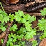 Bowlesia incana Leaf