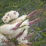 Melaleuca huegelii Flor
