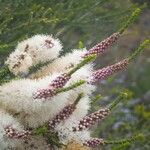 Melaleuca huegelii