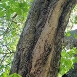 Aesculus turbinata Bark