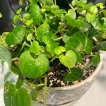 Peperomia pellucida Ліст