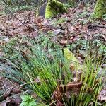 Carex umbrosa Habit