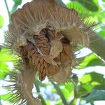 Datura wrightii फल