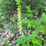 Digitalis luteaBlüte