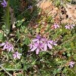 Erodium cicutarium Цвят