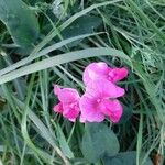 Lathyrus odoratus Fleur