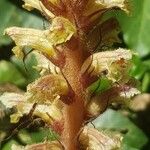 Orobanche minorBlodyn