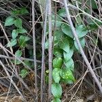 Paederia foetida Blatt