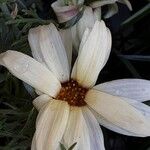 Ismelia carinata Blomma