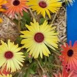 Dorotheanthus bellidiformis Flor