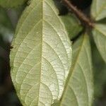 Cordia nodosa Blatt