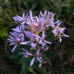 Galatella sedifolia Flower