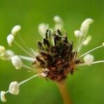 Plantago lanceolataBlüte