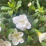 Petunia × atkinsiana Çiçek