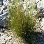 Stipa juncea Fuelha