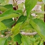 Malus domestica Leaf