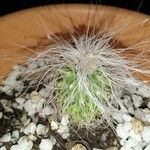 Cephalocereus senilis Blad