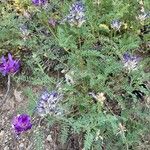 Astragalus onobrychis Alkat (teljes növény)