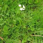 Cardamine pratensisFlor