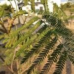 Albizia harveyi Leaf