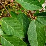 Lonicera fragrantissima Leaf