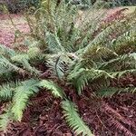 Polystichum munitum Foglia