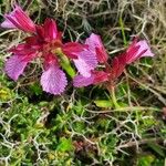 Anacamptis papilionacea Flor