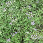 Phacelia congesta موطن