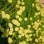Santolina rosmarinifolia Flower