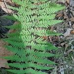 Dryopteris marginalis ഇല