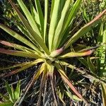 Agave sisalana叶