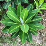 Euphorbia stygiana Hábito