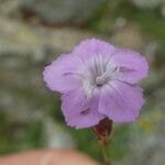 Dianthus pungens