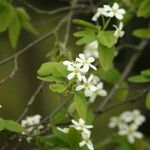 Amelanchier bartramiana