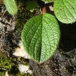 Salix reticulata Blatt