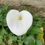 Zantedeschia aethiopicaFlower