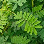 Mimosa diplotricha Φύλλο