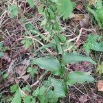 Epipactis phyllanthes Leaf
