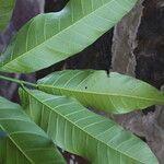 Treculia africana Folha