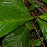 Hylaeanthe unilateralis Hoja