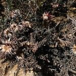 Helichrysum milfordiae Fruit