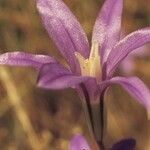 Brodiaea coronaria 花