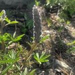 Lupinus argenteus Blomst