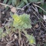 Sideritis montana Leaf