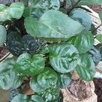 Polyscias scutellaria Лист
