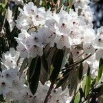 Rhododendron uvariifolium Flor