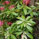 Pieris formosa Flower