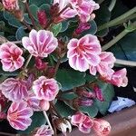 Lewisia cotyledon Flor
