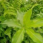 Costus spiralis (Jacq.) RoscoeLeaf