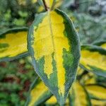 Elaeagnus pungens Leaf